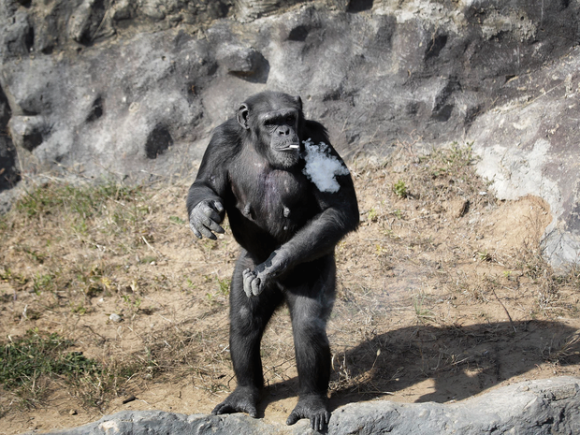 Macacos engraçados subespécie no zoológico