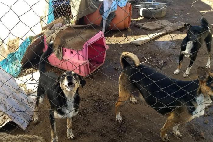 Proteção Animal Caxias / divulgação