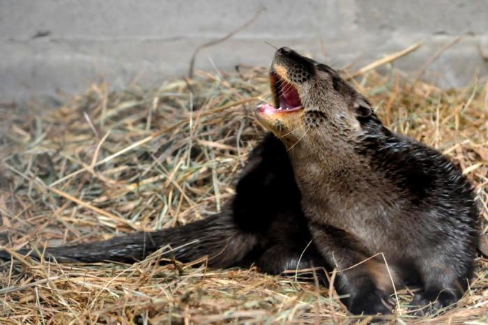 Gramadozoo recebe filhote de lontra órfão