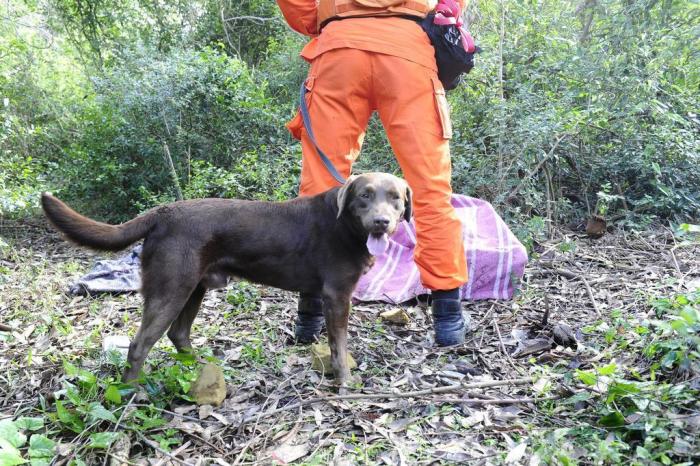 Menina de 12 anos desaparece em Cachoeirinha – Giro de Gravataí